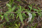 Heartsepal buckwheat